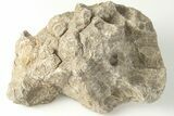 Polished Fossil Coral (Actinocyathus) Head - Morocco #202541-1
